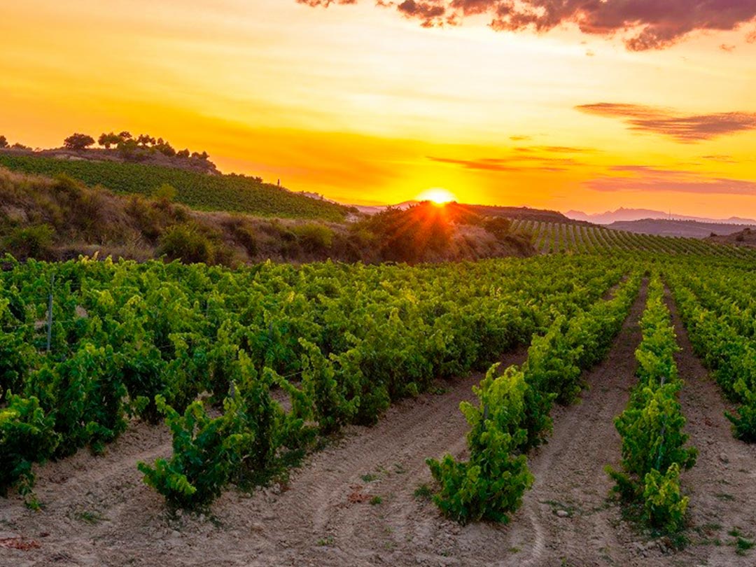 Viñedos de Jumilla